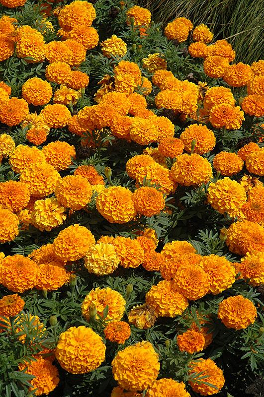 Marigold Taishan Orange - View 6 from www redcrocus com