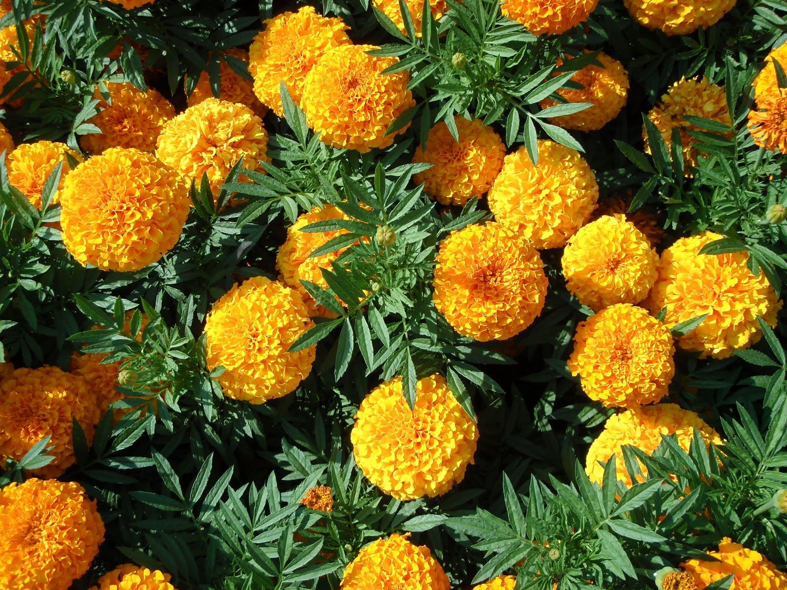 Marigold Taishan Orange - View 7 from www redcrocus com