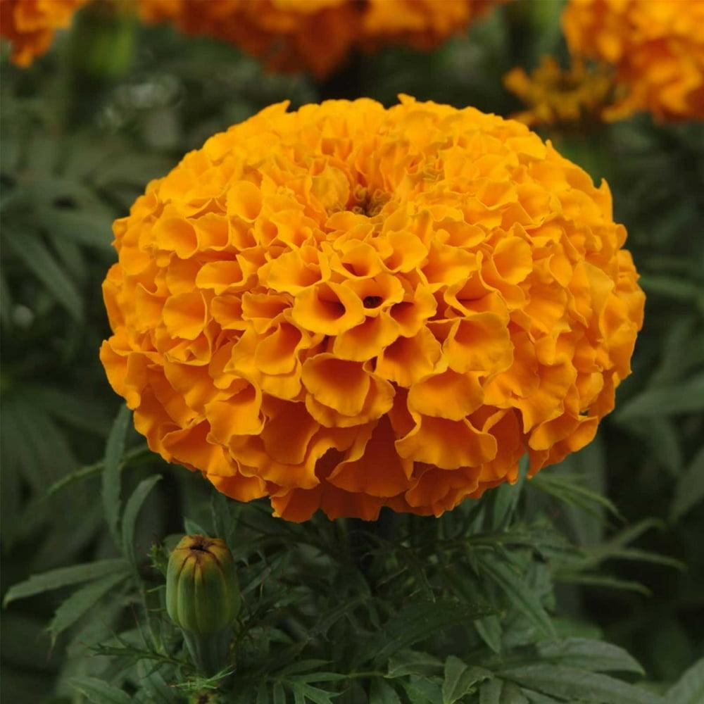 Marigold Taishan Orange - View 8 from www redcrocus com