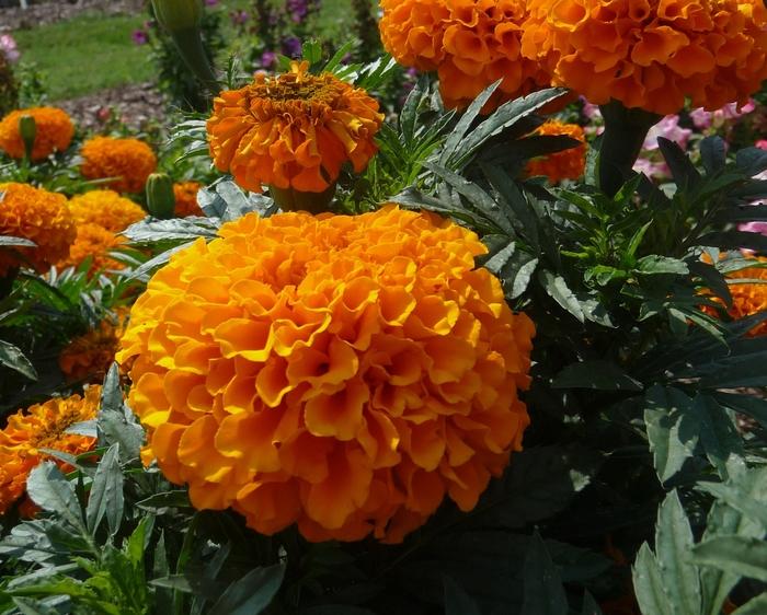 Marigold Taishan Orange - View 9 from www redcrocus com