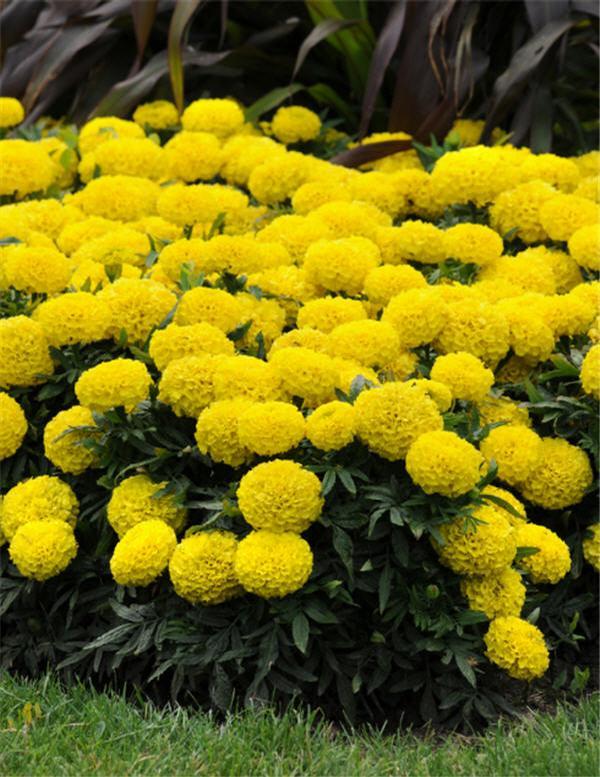 Marigold Taishan Yellow - View 5 from www redcrocus com