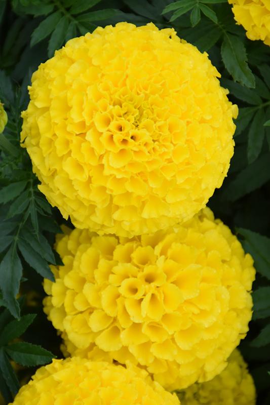 Marigold Taishan Yellow - View 6 from www redcrocus com