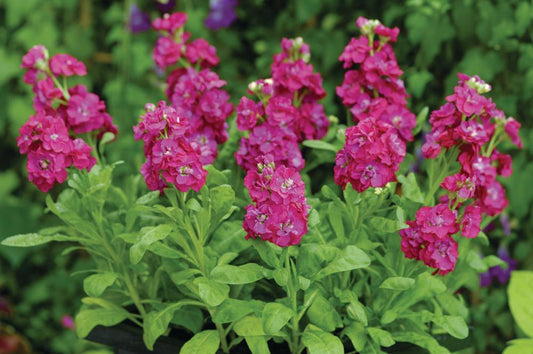 Stock Hot Cakes Hot Rose - View 1 from www redcrocus com