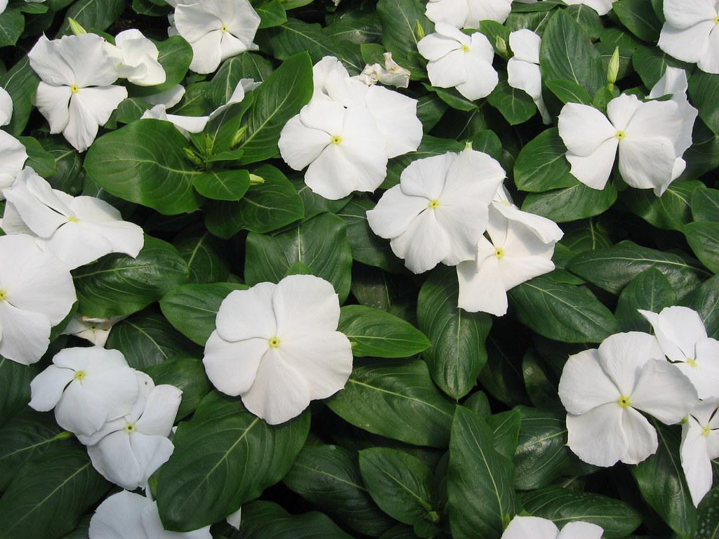 Vinca Titan Pure White - View 10 from www redcrocus com