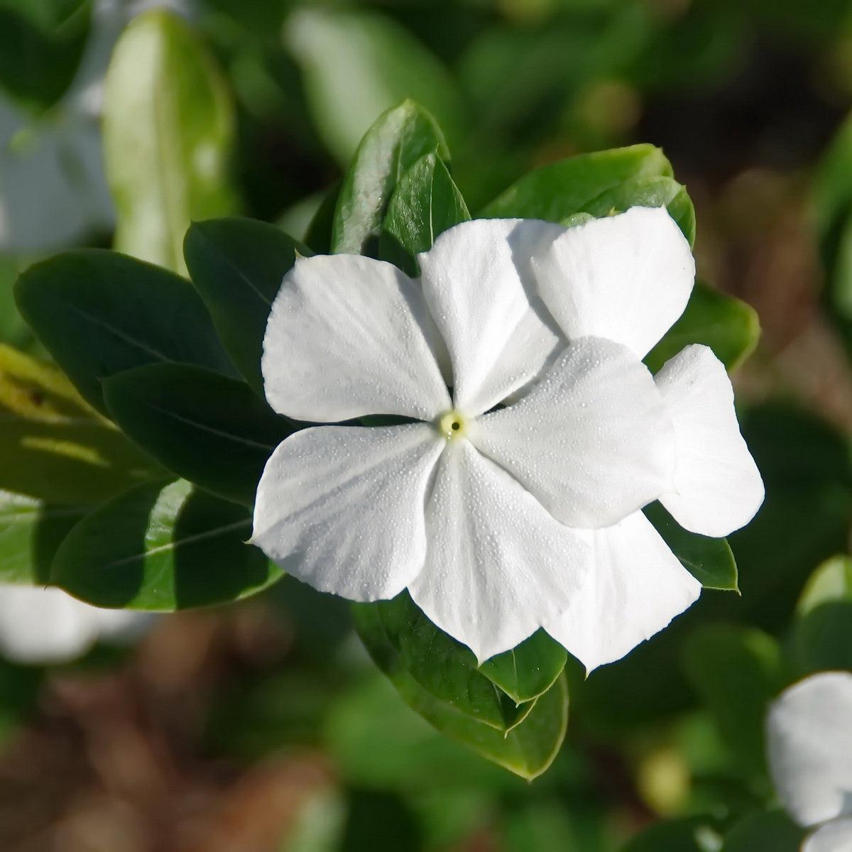 Vinca Titan Pure White - View 12 from www redcrocus com