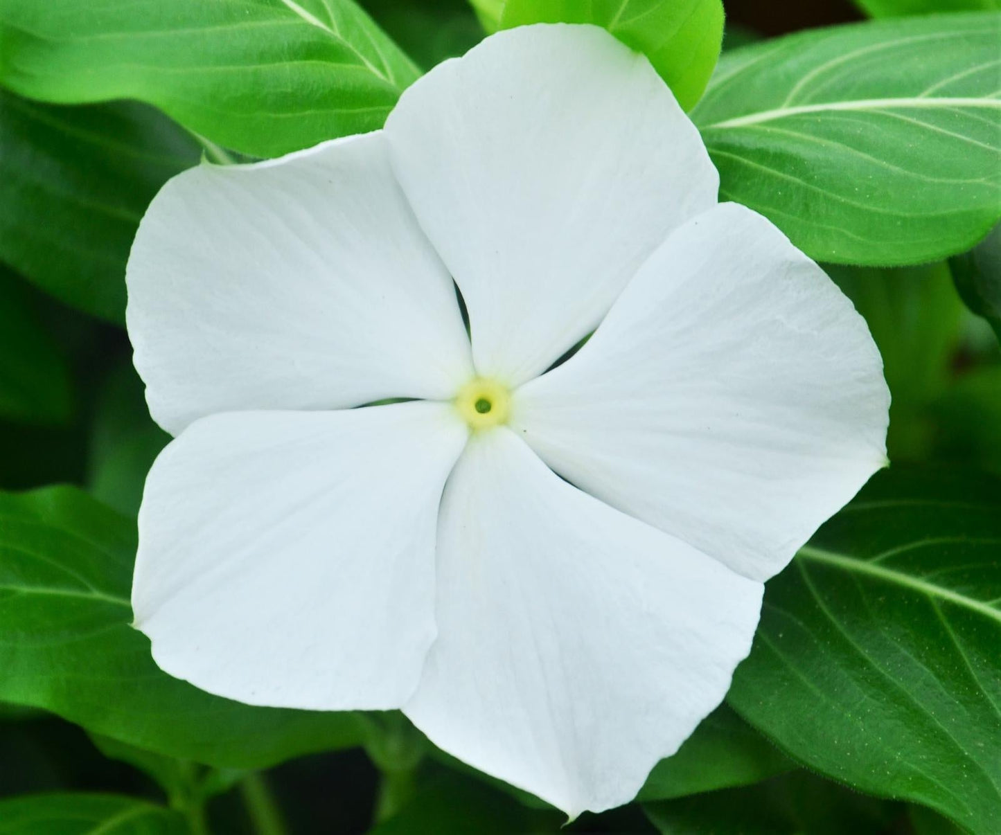 Vinca Titan Pure White - View 14 from www redcrocus com