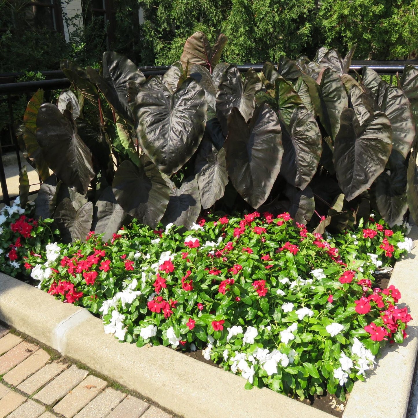 Vinca Titan Pure White - View 17 from www redcrocus com