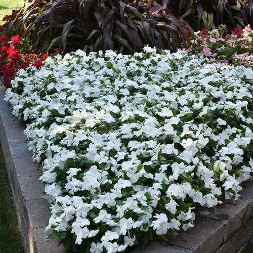 Vinca Titan Pure White - View 19 from www redcrocus com