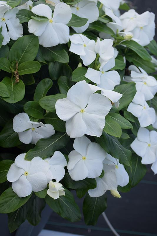 Vinca Titan Pure White - View 1 from www redcrocus com