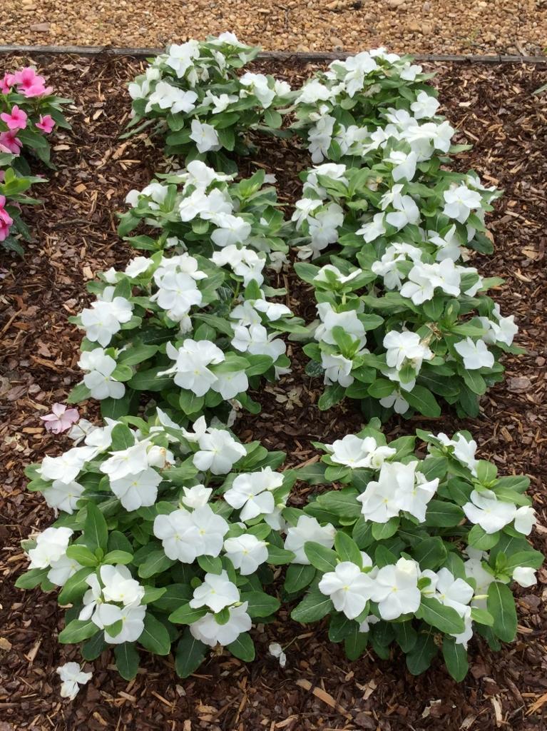Vinca Titan Pure White - View 2 from www redcrocus com