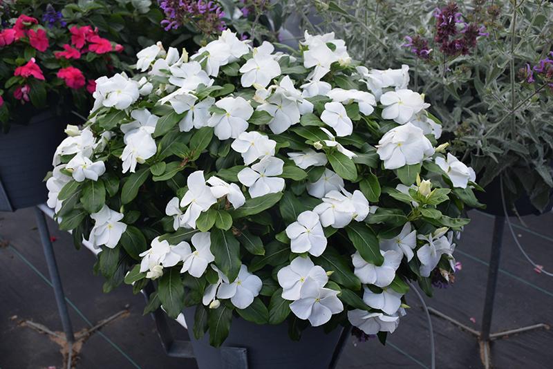 Vinca Titan Pure White - View 4 from www redcrocus com