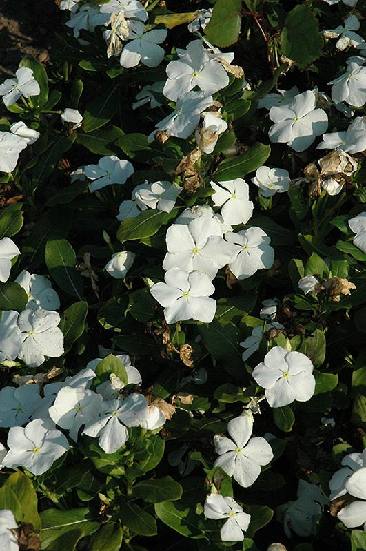 Vinca Titan Pure White - View 6 from www redcrocus com