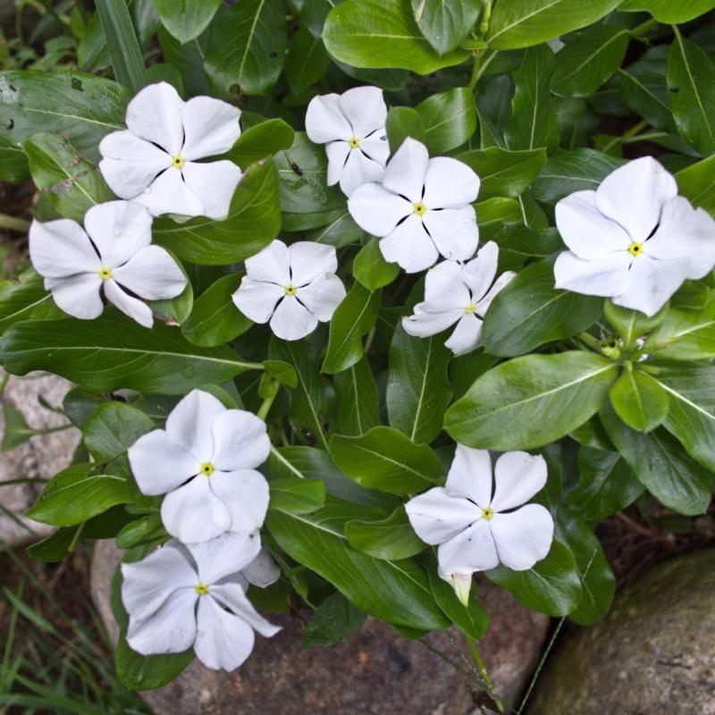Vinca Titan Pure White - View 9 from www redcrocus com