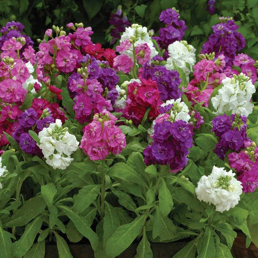Stock Hot Cakes White - View 6 from www redcrocus com