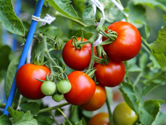 Tomato Fourth Of July - View 10 from www redcrocus com