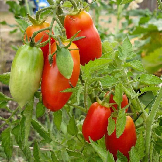 Tomato San Marzano (heirloom) - View 1 from www redcrocus com