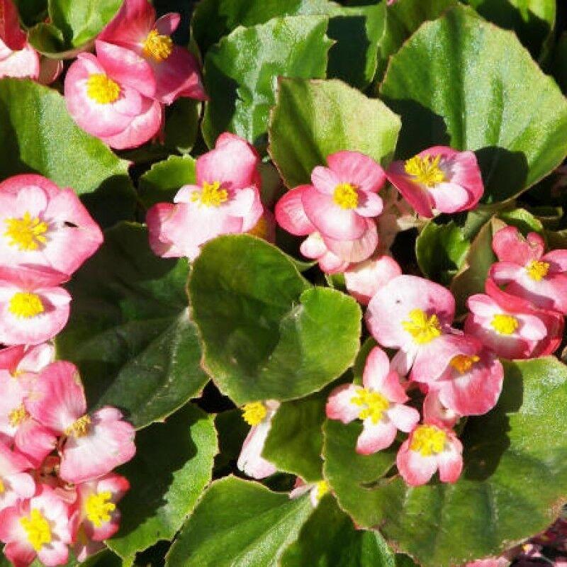 Begonia Bada Boom Rose Bicolor - View 10 from www redcrocus com