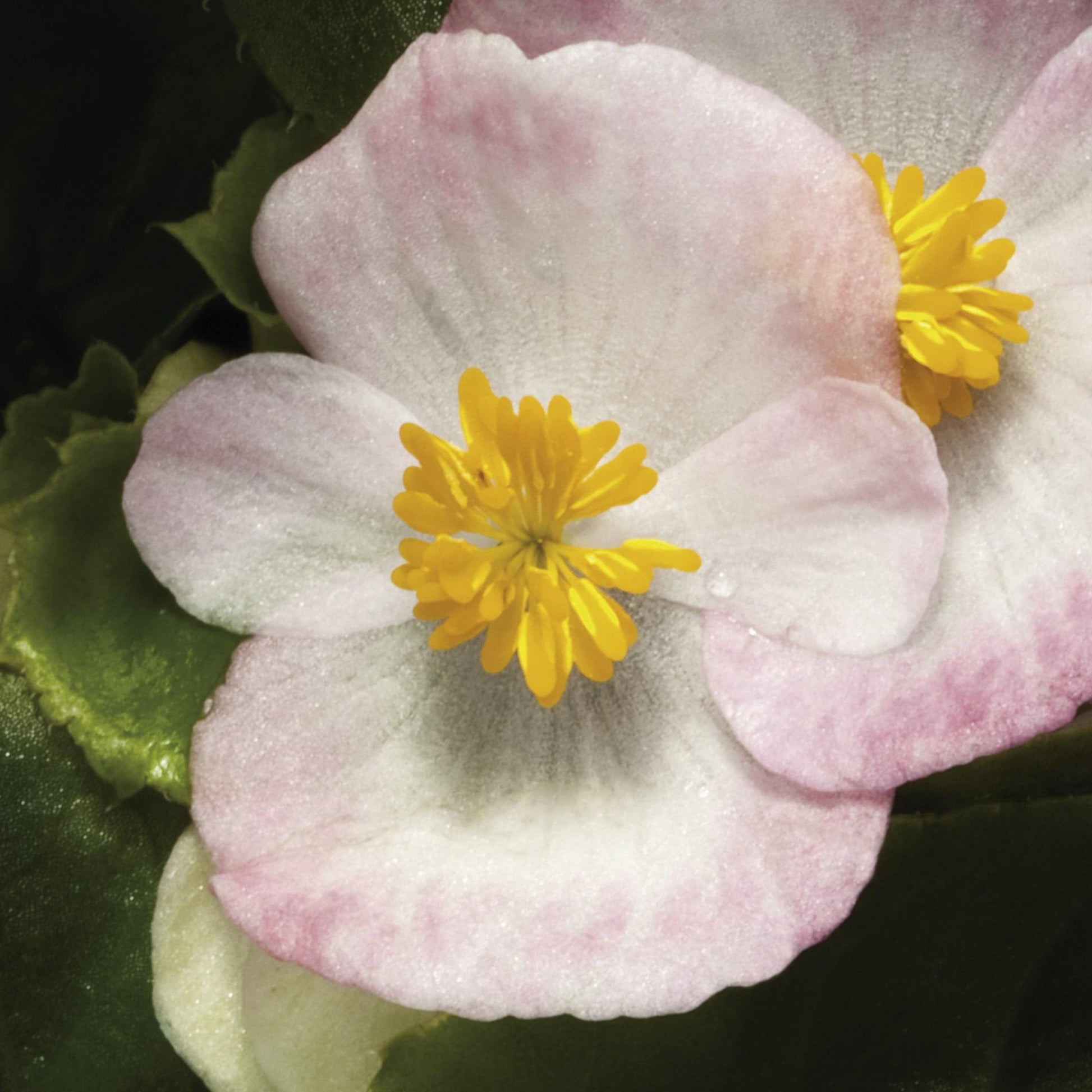 Begonia Bada Boom Rose Bicolor - View 12 from www redcrocus com