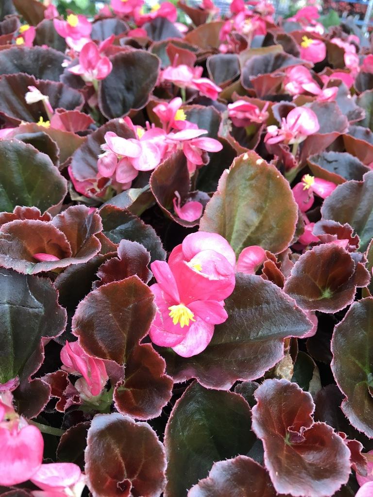 Begonia Bada Boom Rose Bicolor - View 13 from www redcrocus com
