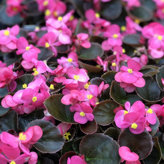 Begonia Bada Boom Rose Bicolor - View 1 from www redcrocus com