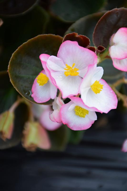 Begonia Bada Boom Rose Bicolor - View 2 from www redcrocus com