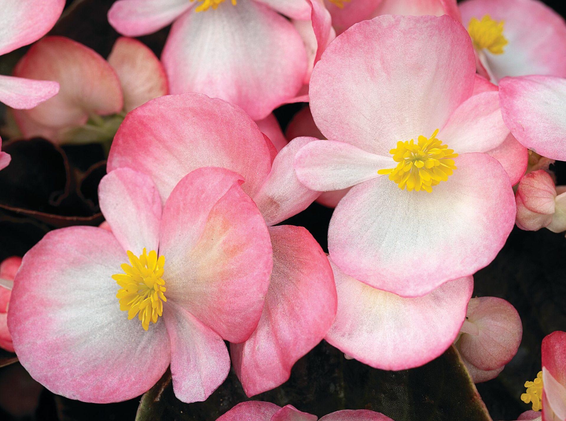 Begonia Bada Boom Rose Bicolor - View 3 from www redcrocus com