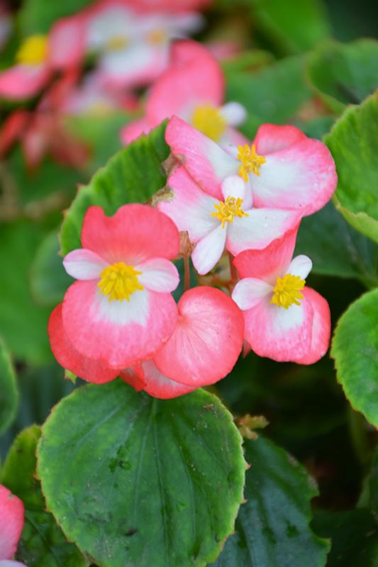 Begonia Bada Boom Rose Bicolor - View 4 from www redcrocus com