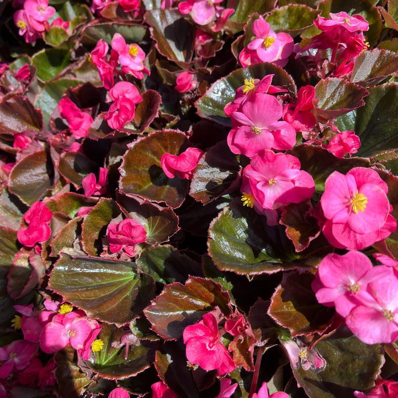 Begonia Bada Boom Rose Bicolor - View 5 from www redcrocus com