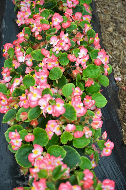 Begonia Bada Boom Rose Bicolor - View 6 from www redcrocus com