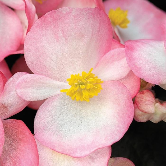Begonia Bada Boom Rose Bicolor - View 7 from www redcrocus com