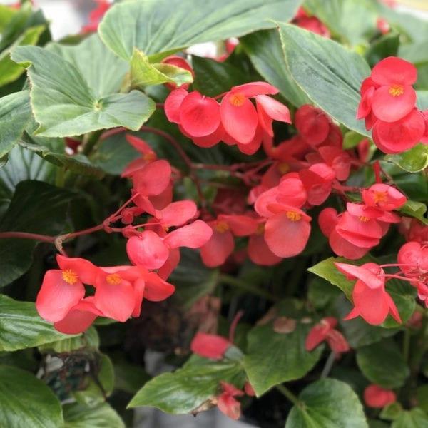 Begonia Bada Boom Rose Bicolor - View 8 from www redcrocus com