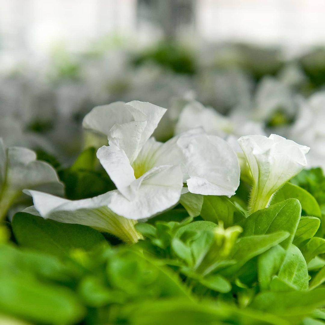 Petunia Ez Rider White - View 10 from www redcrocus com