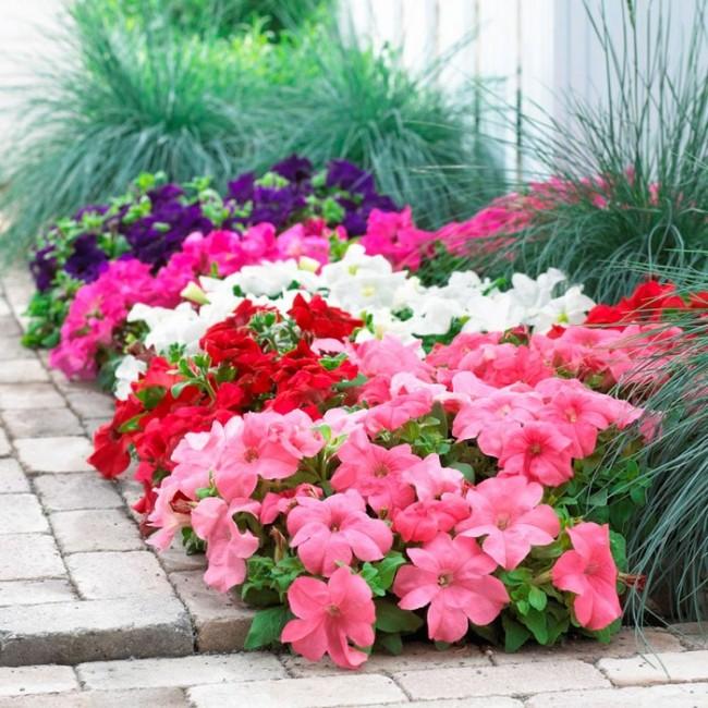 Petunia Ez Rider White - View 12 from www redcrocus com