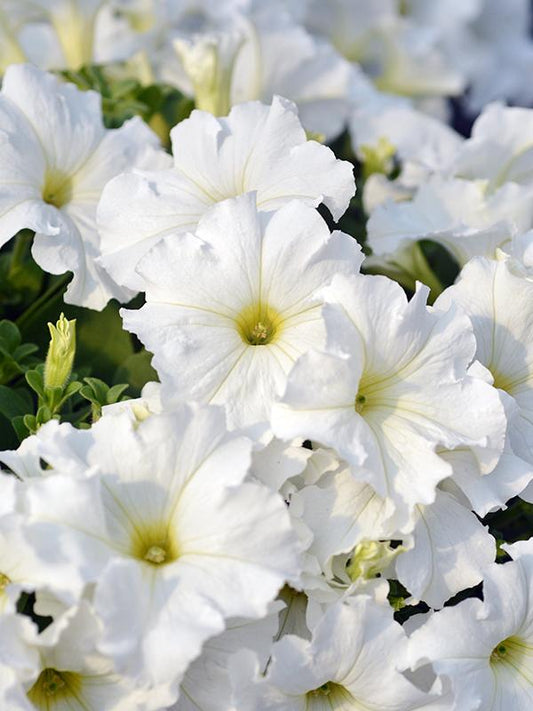 Petunia Ez Rider White - View 1 from www redcrocus com
