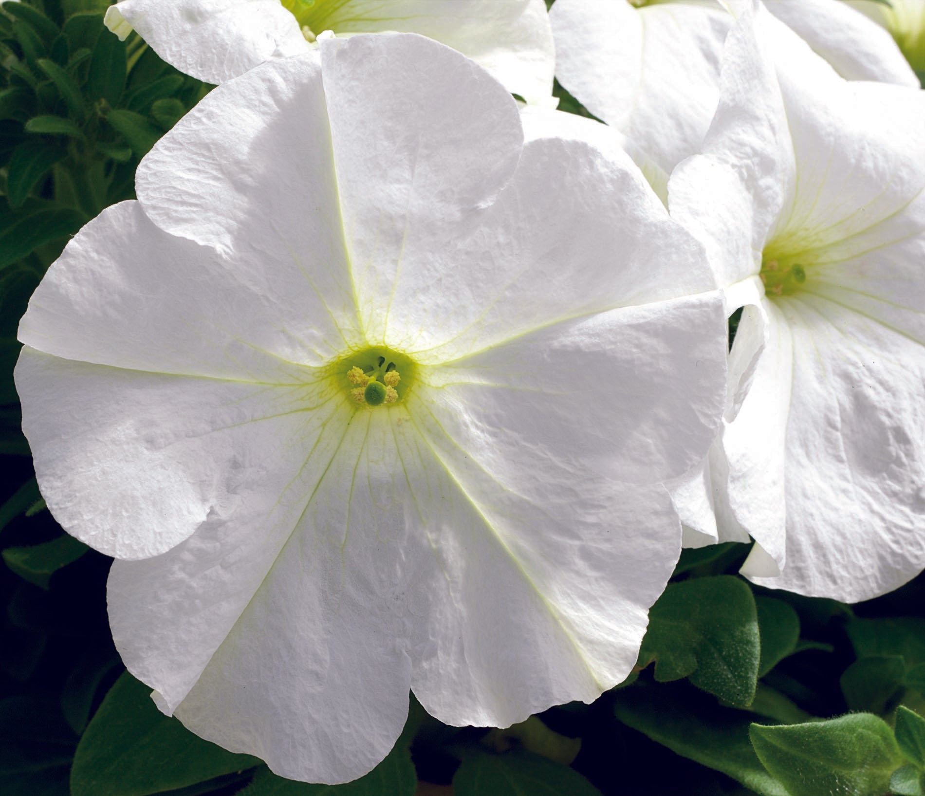 Petunia Ez Rider White - View 4 from www redcrocus com