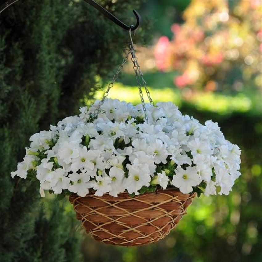 Petunia Ez Rider White - View 5 from www redcrocus com
