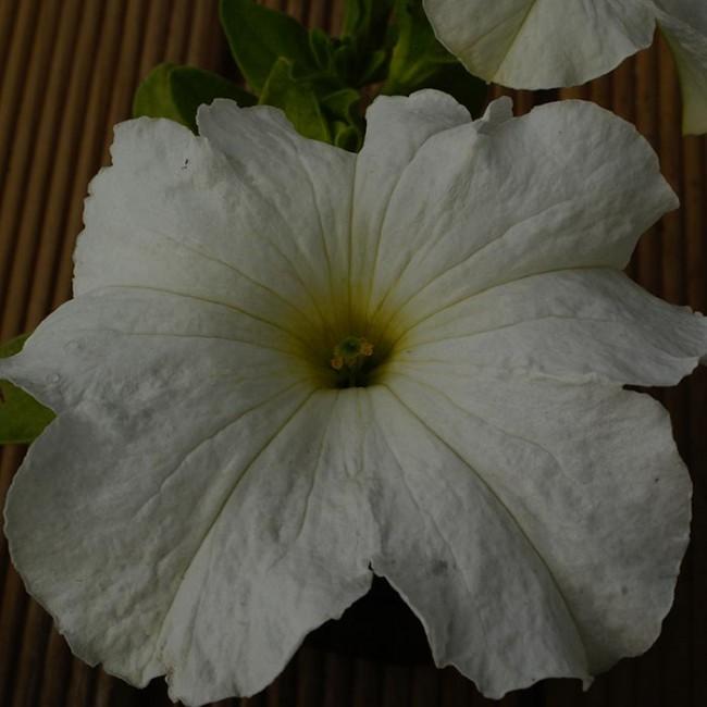 Petunia Ez Rider White - View 6 from www redcrocus com