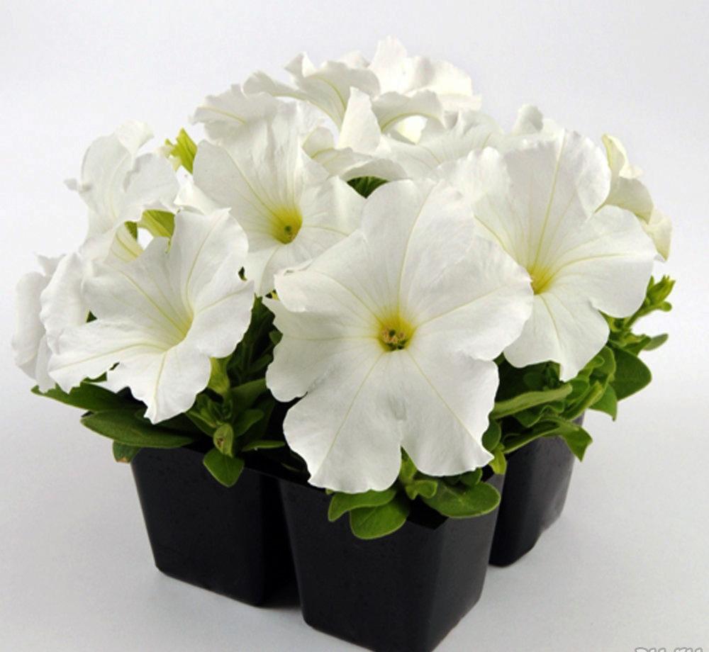 Petunia Ez Rider White - View 7 from www redcrocus com