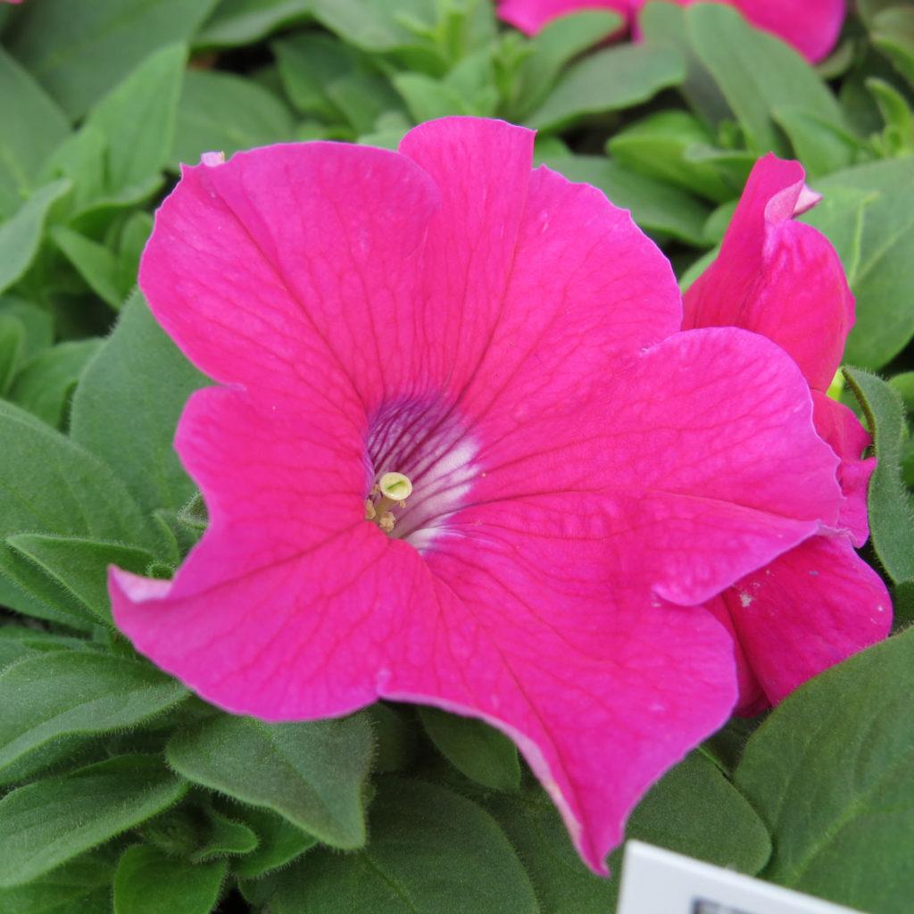 Petunia Ez Rider Deep Pink - View 12 from www redcrocus com