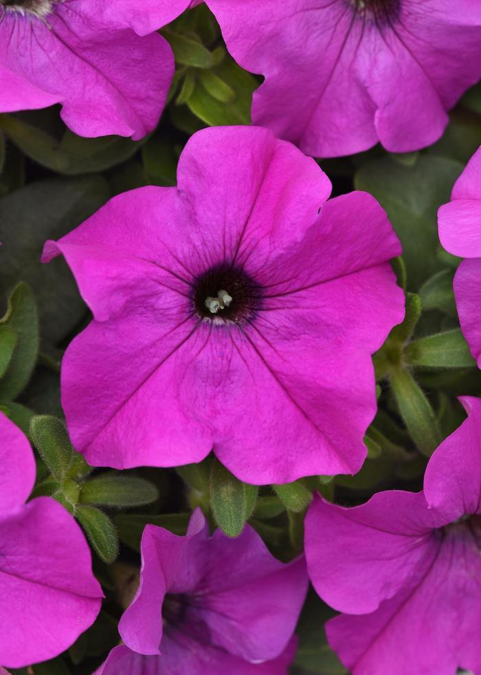 Petunia Ez Rider Deep Pink - View 13 from www redcrocus com