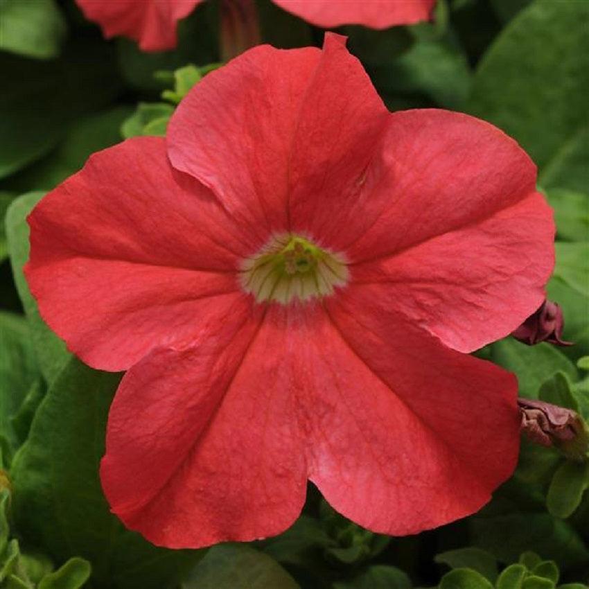Petunia Ez Rider Deep Pink - View 14 from www redcrocus com