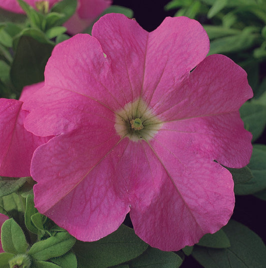 Petunia Ez Rider Deep Pink - View 1 from www redcrocus com