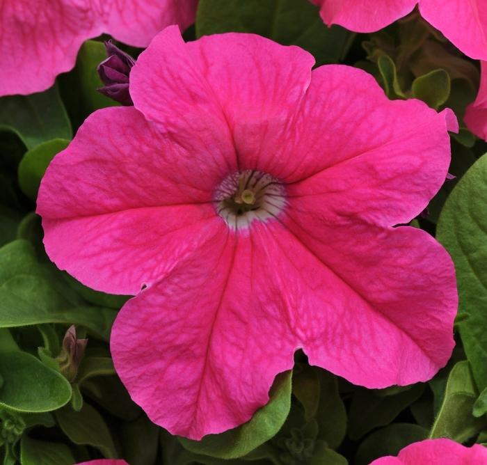 Petunia Ez Rider Deep Pink - View 2 from www redcrocus com