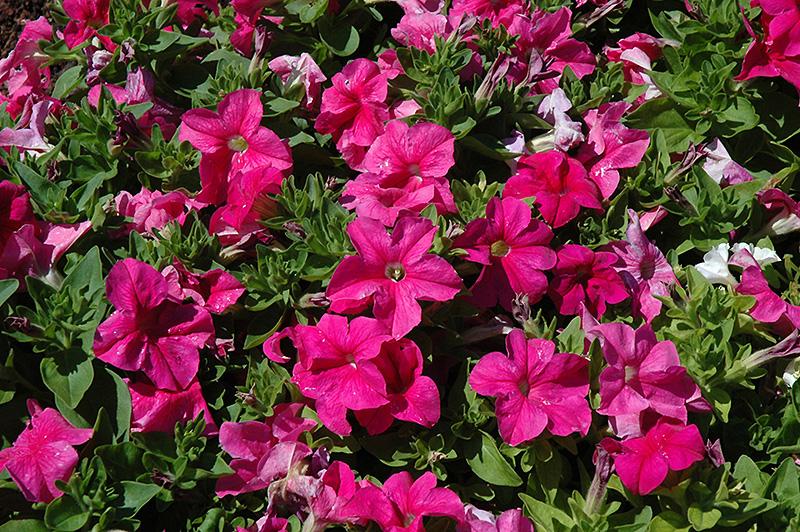 Petunia Ez Rider Deep Pink - View 3 from www redcrocus com