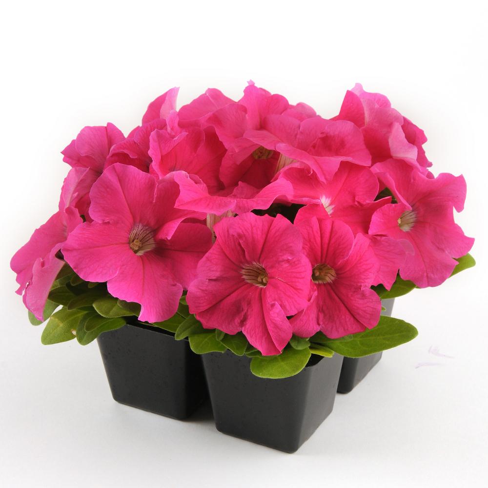 Petunia Ez Rider Deep Pink - View 8 from www redcrocus com