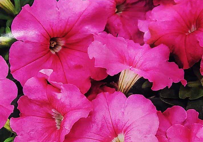 Petunia Ez Rider Deep Pink - View 9 from www redcrocus com