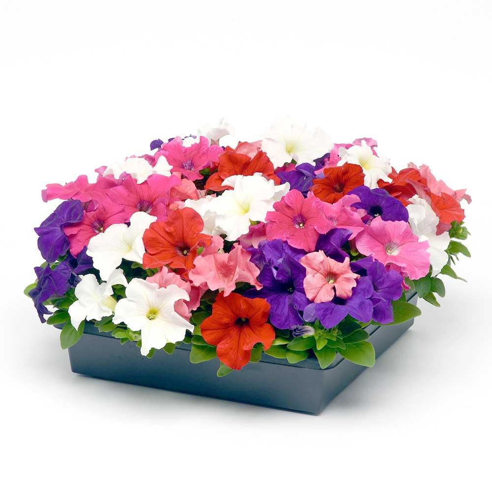 Petunia Ez Rider Flag Mix - View 2 from www redcrocus com