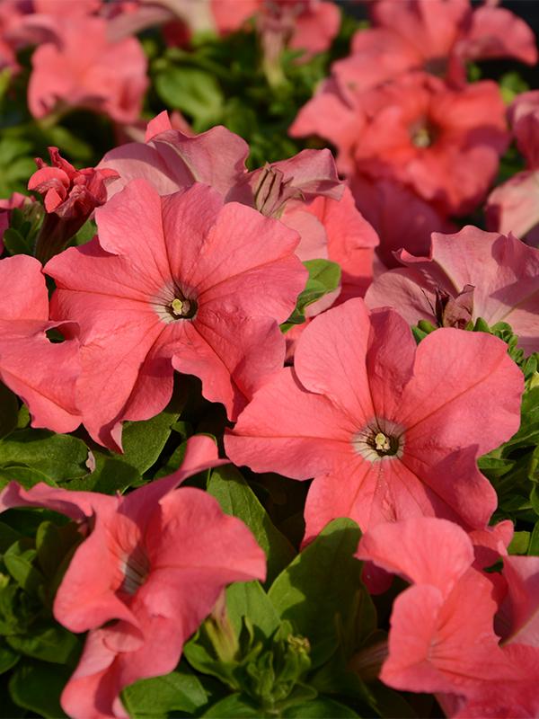Petunia Ez Rider Red - View 11 from www redcrocus com