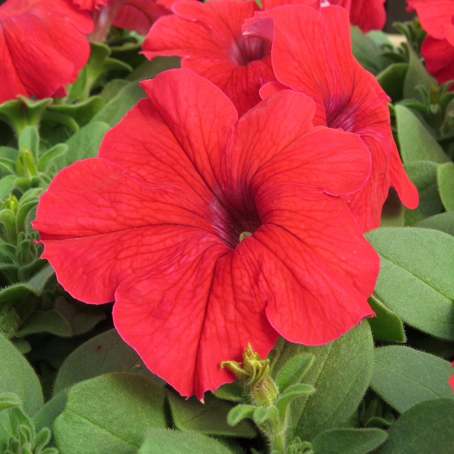 Petunia Ez Rider Red - View 1 from www redcrocus com