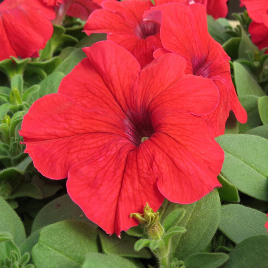 Petunia Ez Rider Red - View 1 from www redcrocus com